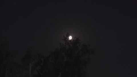 Full Moon Over Pine Forest at Night Mystical and Eerie Atmospheric Footage 3 Stock Footage 314615256