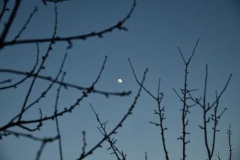 Full Moon over Pine Trees silhouette with midnight sky Stock Photos
