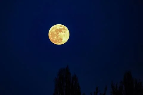 Full moon over silhouetted trees at night Stock Photos