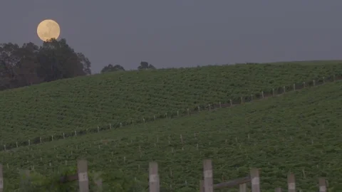 Full moon over vineyards Stock Footage 74063337