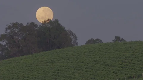 Full moon over vineyards Stock Footage 74063409