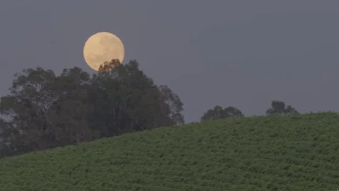 Full moon over vineyards Stock Footage 74063437