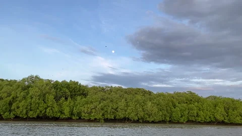 Full moon over the Wildman River in the morning, Australia Stock Footage 238654920