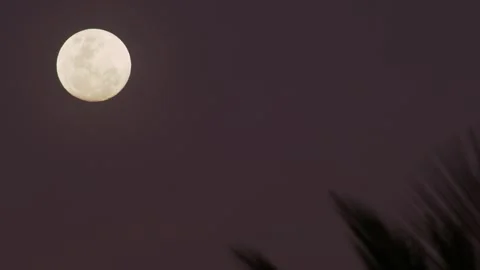 Full Moon with Palm Leaf Silhouette in Tropical Night Sky Видео 333899954
