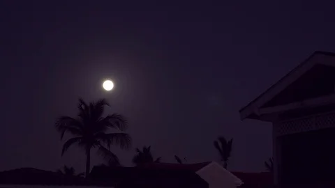 Full moon with palm tree in the night Stock Footage 102249718