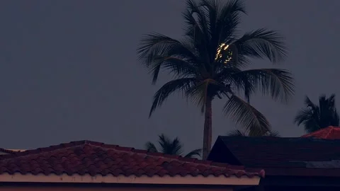 Full moon with palm tree in the night, nobody Stock Footage 136437927