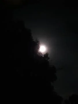 Full Moon Partially Obscured by Tree Branches at Night. A round moon shines. Stock Photos