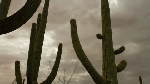 The full moon passes behind clouds in the arizona desert Stock Footage 787618