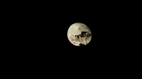 Full moon passing behind the trees in telephoto shot Stock Footage 90711891