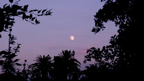 Full moon peeking through trees Stock Footage 274127100