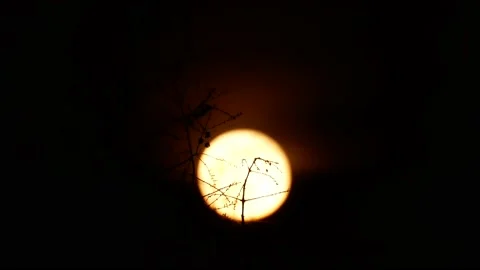 Full moon, red light, tree branches - real time - night sky background Stock Footage 154753997
