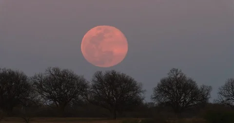 Full Moon Rise Stock Footage 109071955