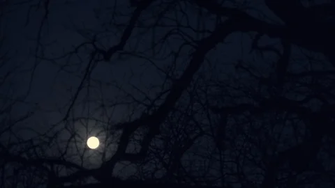 Full Moon Rise In Forest With Tree Branches At Night Sky Stock Footage 126221517