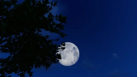 The full moon rises above the treetops on the night of Mid-Autumn Festival Stock Footage 245249965