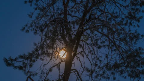 Full Moon Rises Behind Spooky Tree Time lapse Stock Footage 279220001