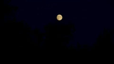The full Moon rises in the sky behind the branches of a tree. Stock Footage 142964863