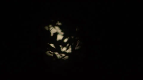 Full moon rises through trees time lapse (medium to close) Stock Footage 30369225