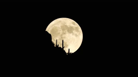 Full Moon Rising Against Cactus in the Desert Stock Footage 149077072
