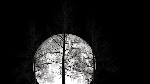 Full Moon Rising Behind Bare Trees in Winter Vidéo 75478297