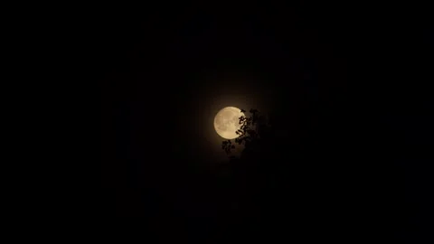 Full Moon Rising Behind Dark Tree Silhouette at Night Video stock 338107216