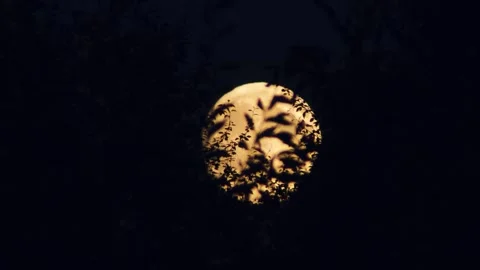 Full moon rising behind dark tree branches in the night sky Stock Footage 341957310