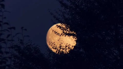 Full Moon Rising Behind Dark Tree Silhouettes in the Night Sky Stock Footage 341957431
