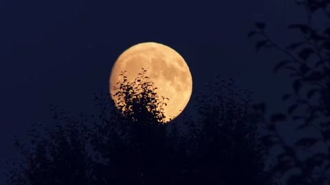 Full Moon Rising Behind Dark Tree Silhouettes in the Night Sky Stock Footage 341957469