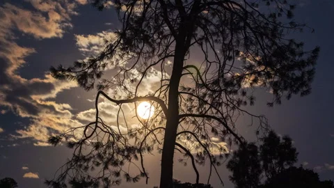 Full Moon Rising Behind Pine Tree and Dramatic Cloudscape Time Lapse Stock Footage 279881682