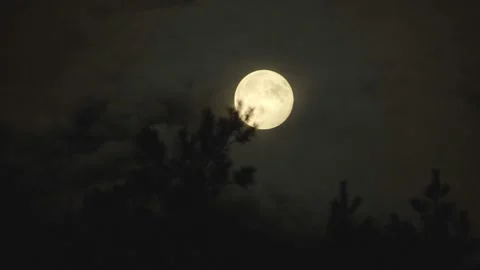 Full Moon Rising Behind Pine Tree Silhouette 스톡 동영상 345086766