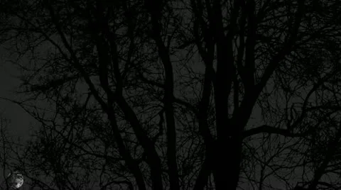 Full moon rising behind tree - time lapsed Stock Footage 21831196
