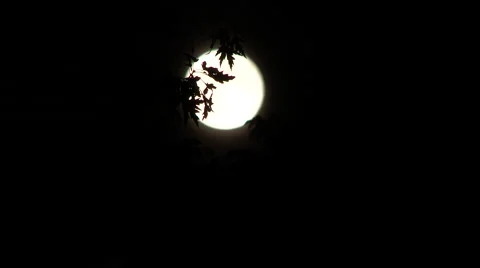 Full Moon Rising Behind Tree Leaves Video stock 55302947