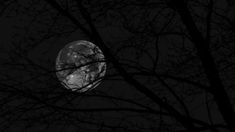Full Moon Rising Behind Tree - Time Lapsed Stock Footage 85590104