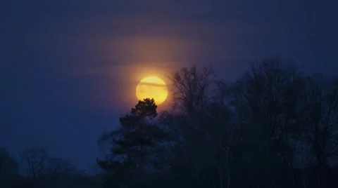Full moon rising behind trees in the Netherlands Stock Footage 61166624