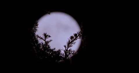 Full moon rising from behind trees Stock Footage 80809037