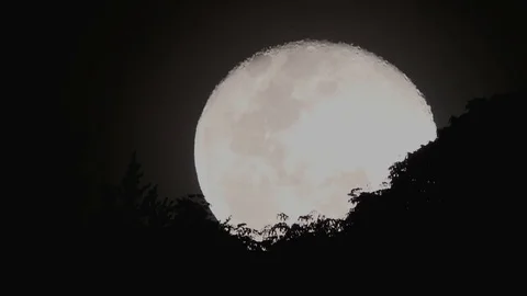 Full moon rising behind trees. Vidéo 88036923
