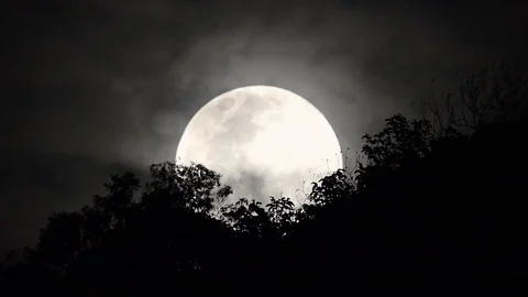 Full moon rising behind trees 库存影片 101494242