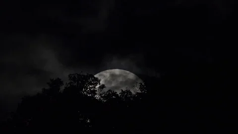 Full moon rising behind trees. 库存影片 101494275