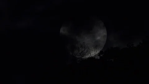 Full moon rising behind trees Stock Footage