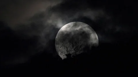Full moon rising behind trees. Vidéo 101516577