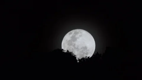 Full moon rising behind trees. 库存影片 101563744