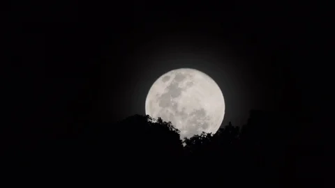 Full moon rising behind trees. Stock-Footage 101563774