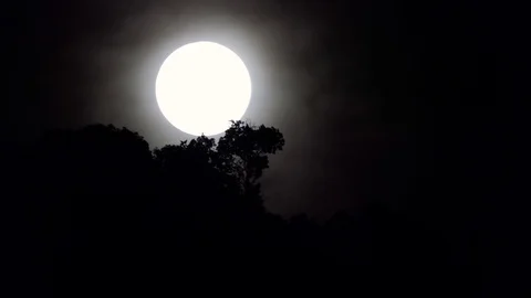 Full moon rising behind trees. 库存影片 101591268