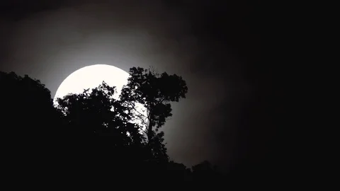 Full moon rising behind trees. Vidéo 101591270
