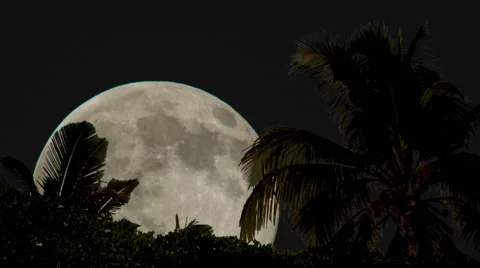 Full Moon Rising Florida Stock Footage 65250734