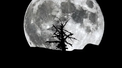 Full moon rising over silhouette of dry tree Stock Footage