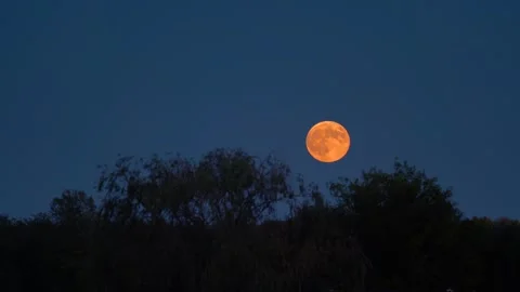 Full Moon Rising Over Silhouetted Trees in the Evening Sky. Stock Footage 345046696