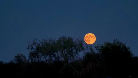 Full Moon Rising Over Silhouetted Trees in the Evening Sky. Stock Footage 345046764