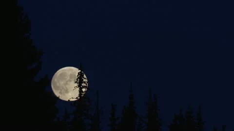 Full Moon Rising over Spooky Dead Treetops Stock Footage 12671131