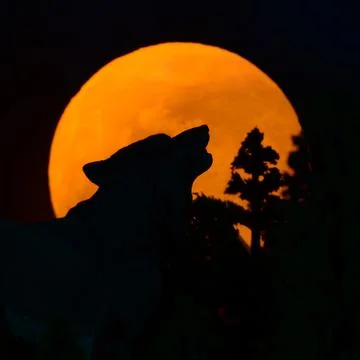 Full Moon Rising Stock Photos