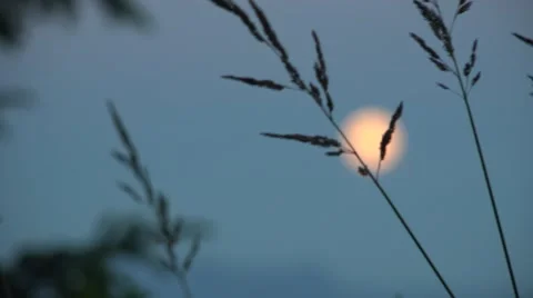 Full moon rising, silhouette, focus shift Stock Footage 40339599